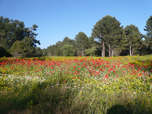 Prairie luxuriante avec des Coquelicots par gab113