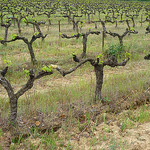 Vigne en avril par gab113 - Mormoiron 84570 Vaucluse Provence France