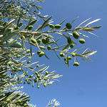 Branches d'olivier par gab113 - Mormoiron 84570 Vaucluse Provence France