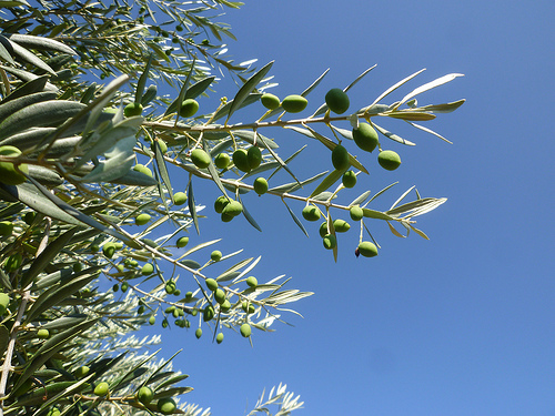 Branches d'olivier par gab113