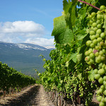 La vigne pousse au pied du Mont-Ventoux par gab113 - Mormoiron 84570 Vaucluse Provence France