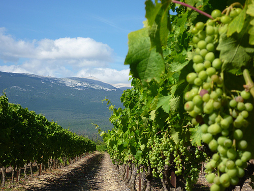 La vigne pousse au pied du Mont-Ventoux par gab113