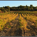 Rangées de vignes au couché su soleil by Photo-Provence-Passion - Mormoiron 84570 Vaucluse Provence France