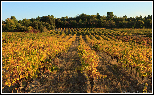 Rangées de vignes au couché su soleil par Photo-Provence-Passion