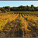 Rangées de vignes au couché su soleil par Photo-Provence-Passion - Mormoiron 84570 Vaucluse Provence France