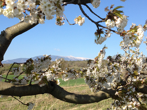 Cerisier en fleurs et Mont-Ventoux by gab113