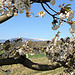 Cerisier en fleurs et Mont-Ventoux by gab113 - Mormoiron 84570 Vaucluse Provence France