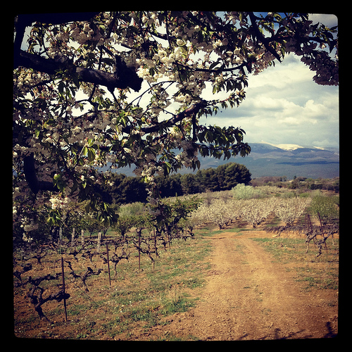 Les cerisiers en fleurs au pied du Mont-Ventoux par gab113