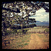 Les cerisiers en fleurs au pied du Mont-Ventoux par gab113 - Mormoiron 84570 Vaucluse Provence France