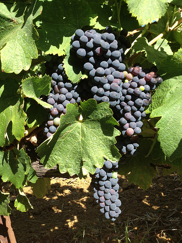 La vigne commence à mûrir par gab113