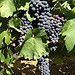 La vigne commence à mûrir par gab113 - Mormoiron 84570 Vaucluse Provence France