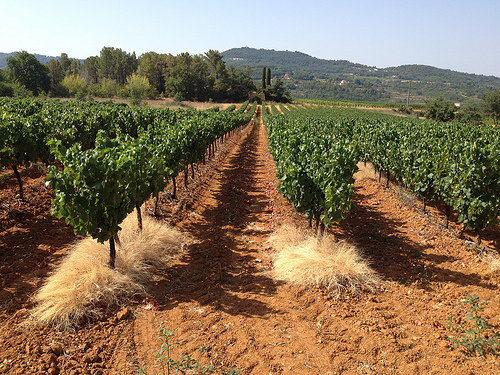 Vignes sur la terre rouge du vaucluse par gab113