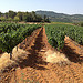 Vignes sur la terre rouge du vaucluse par gab113 - Mormoiron 84570 Vaucluse Provence France