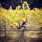 Vigne jaune en automne par gab113 - Mormoiron 84570 Vaucluse Provence France