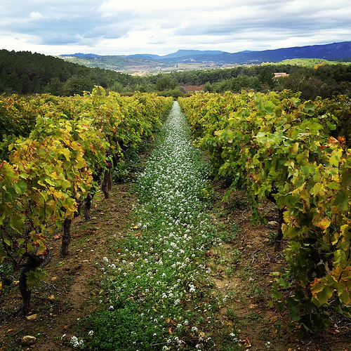 Chemin de fleur blanche et allée de vigne... par gab113