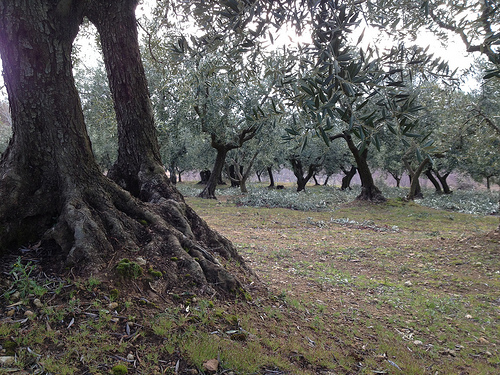 Taille des oliviers dans le Vaucluse par gab113