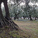 Taille des oliviers dans le Vaucluse par gab113 - Mormoiron 84570 Vaucluse Provence France