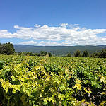 vigne bien verte par loulou.jlou - Mormoiron 84570 Vaucluse Provence France