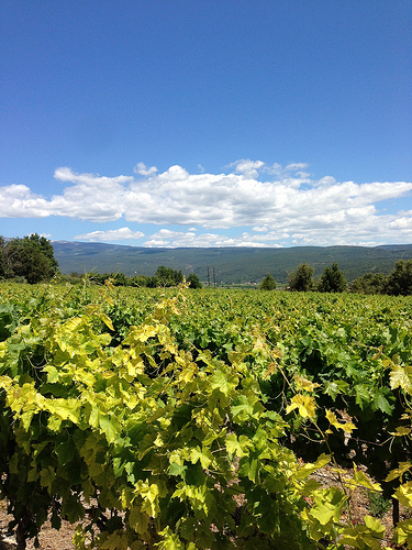 vigne bien verte by loulou.jlou