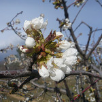 Cerisier en fleur... comme du Pop corn by gab113 - Mormoiron 84570 Vaucluse Provence France