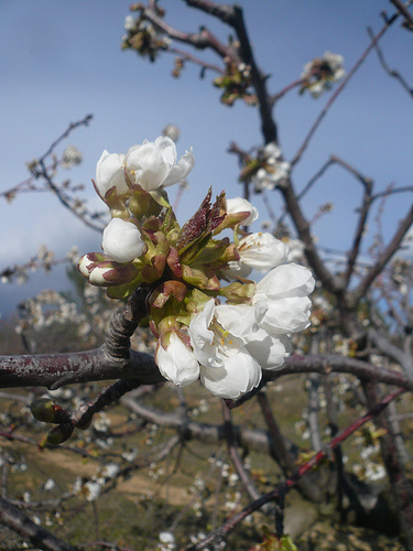 Cerisier en fleur... comme du Pop corn by gab113