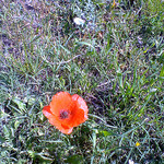 Coquelicot par gab113 - Mormoiron 84570 Vaucluse Provence France