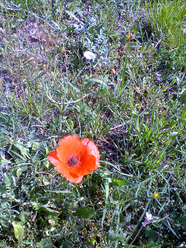 Coquelicot par gab113