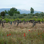 Mont-Ventoux - Vigne et Coquelicots par gab113 - Mormoiron 84570 Vaucluse Provence France