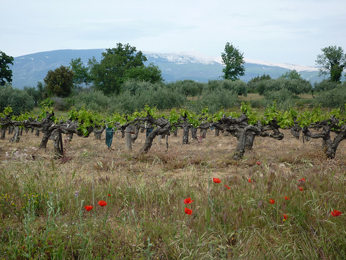 Mont-Ventoux - Vigne et Coquelicots par gab113