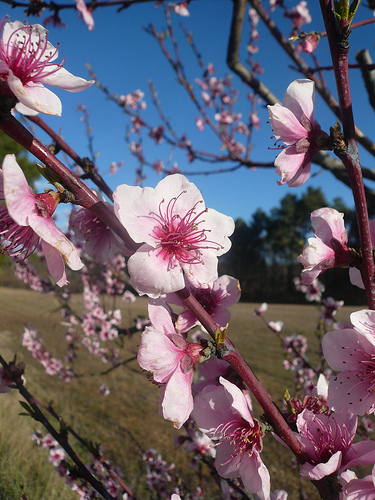 Cerisier en fleur... rose par gab113