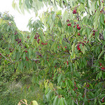 Cerises : le diamant rouge de la Provence by gab113 - Mormoiron 84570 Vaucluse Provence France