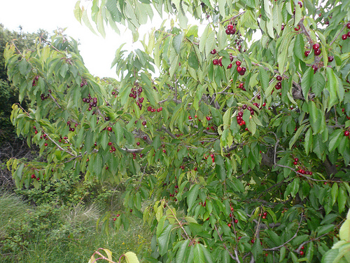 Cerises : le diamant rouge de la Provence by gab113