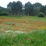 Champs de coquelicots by gab113 - Mormoiron 84570 Vaucluse Provence France