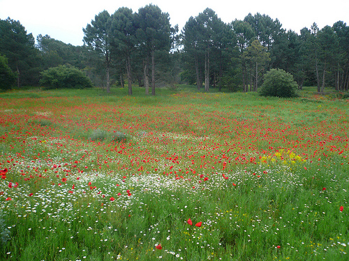 Champs de coquelicots par gab113