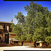 Arbre immense dans le Village d'Oppède by Patrick Bombaert - Oppède 84580 Vaucluse Provence France