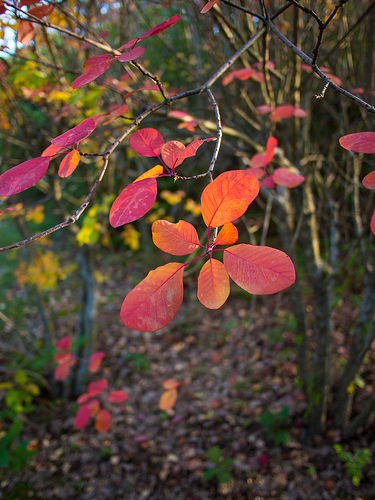 Automne flamboyant par Cpt_Love