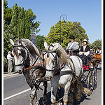 Chevaux de trait - Journées du Patrimoine à Pernes les Fontaines by Photo-Provence-Passion - Pernes les Fontaines 84210 Vaucluse Provence France