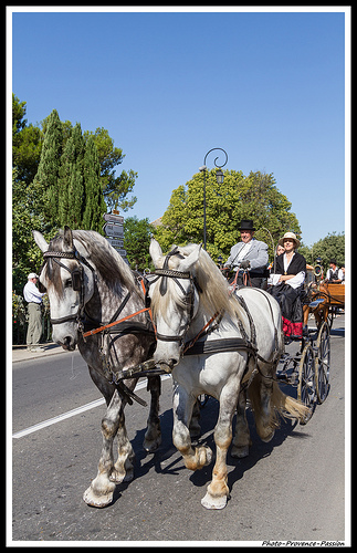 Chevaux de trait - Journées du Patrimoine à Pernes les Fontaines by Photo-Provence-Passion