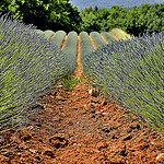 Rangées de lavandins dans la terre ocre de Roussillon par christian.man12 - Roussillon 84220 Vaucluse Provence France