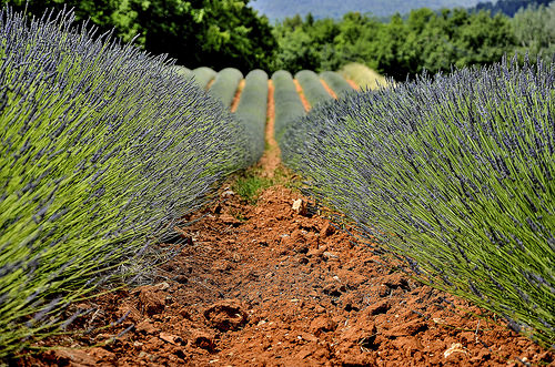 Rangées de lavandins dans la terre ocre de Roussillon par christian.man12