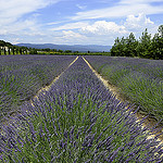 Paysage provençal : lavandin à perte de vue by christian.man12 - Roussillon 84220 Vaucluse Provence France