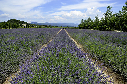 Paysage provençal : lavandin à perte de vue by christian.man12