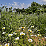 Marguerites et lavandins by christian.man12 - Roussillon 84220 Vaucluse Provence France