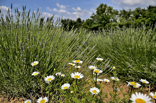 Marguerites et lavandins par christian.man12