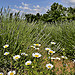 Marguerites et lavandins by christian.man12 - Roussillon 84220 Vaucluse Provence France