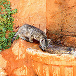 Chat à Roussillon par Aschaf - Roussillon 84220 Vaucluse Provence France