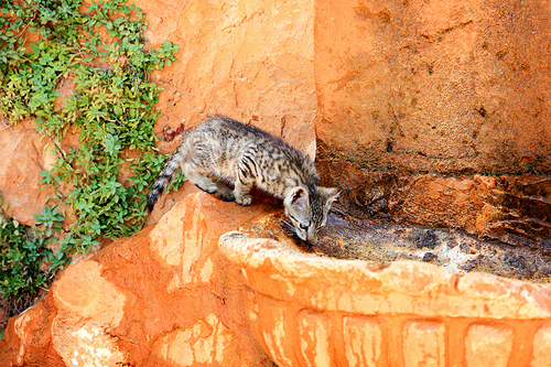 Chat à Roussillon par Aschaf