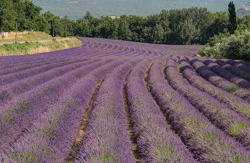 Champs de Lavende près de Roussillon par Patrick Car