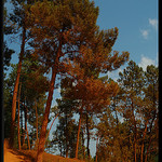 Pins colorés ocre à Roussillon par Patchok34 - Roussillon 84220 Vaucluse Provence France