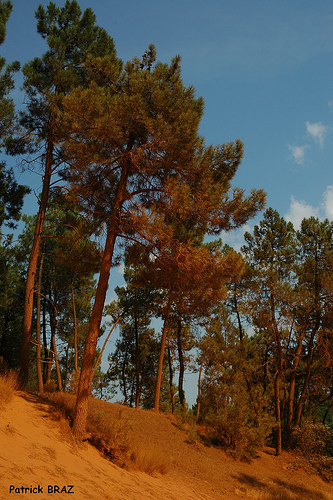 Pins colorés ocre à Roussillon by Patchok34